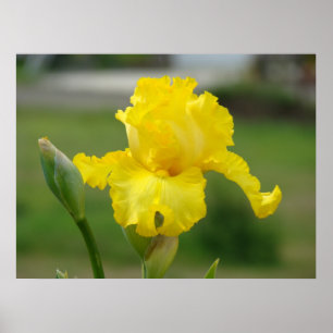 A íris amarela das ÍRIS floresce posters dos