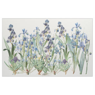 A íris botânica floresce o tecido floral de