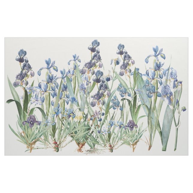 A íris botânica floresce o tecido floral de (Jarda)