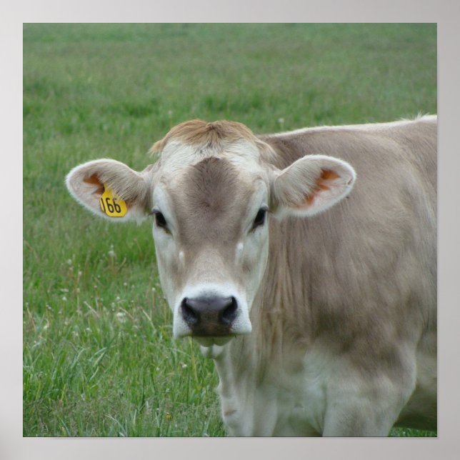 A Jersey Cow Poster (Frente)