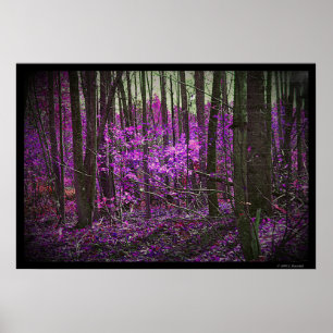 A lavanda desvanecida sonha o poster