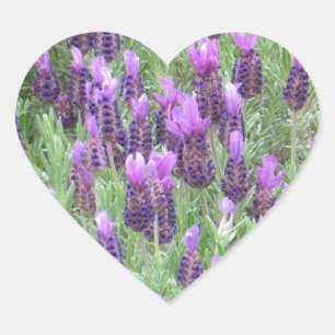 A lavanda floresce a etiqueta do coração