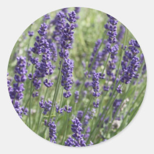 A lavanda floresce etiquetas