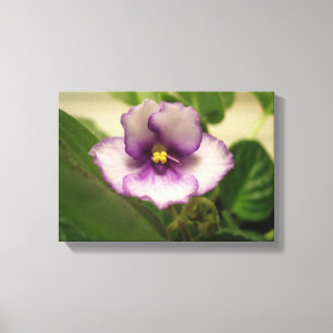 A Lily do Dia Perfeito na Canvas