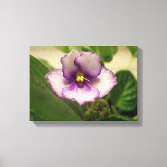 A Lily do Dia Perfeito na Canvas (Frente)