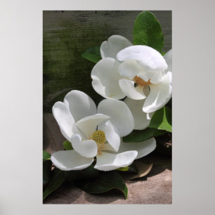 A magnólia floresce o poster -24x36 - outros