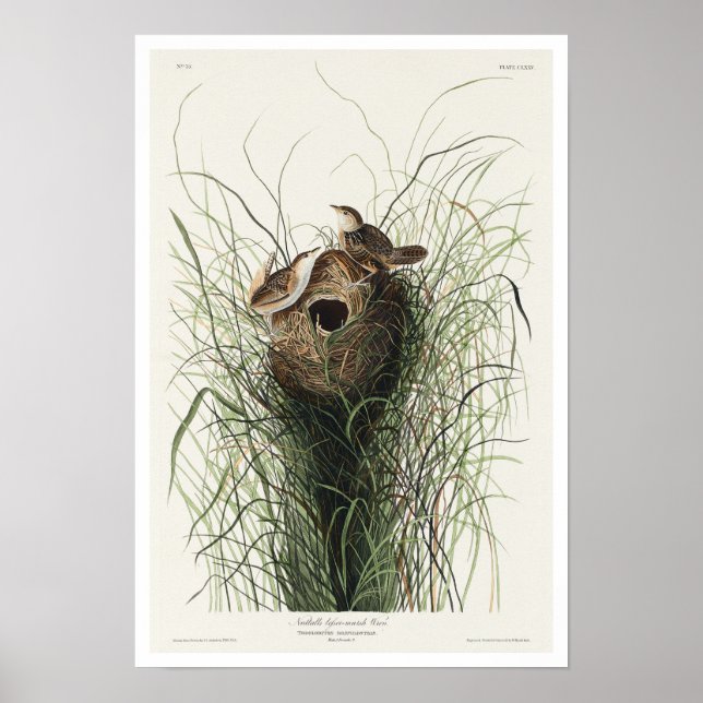 A Marcha Inferior de Nuttall por Poster de Audubon (Frente)
