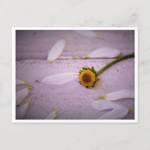 "A Margaret disse: SIM!" cartão postal