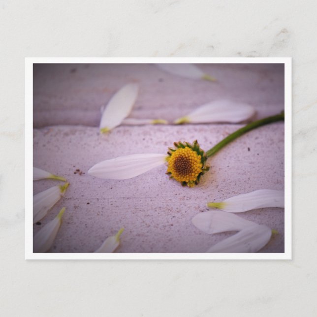 "A Margaret disse: SIM!" cartão postal (Frente)