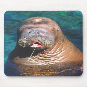 A morsa Eyes Mousepad fechado