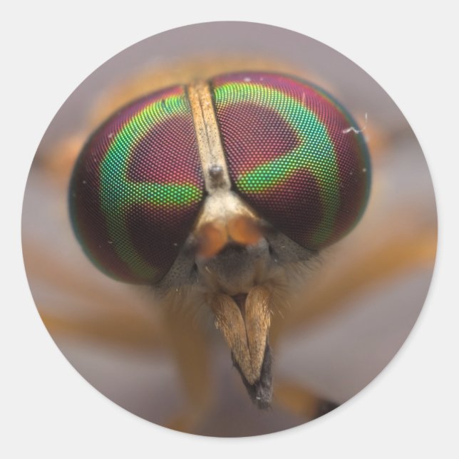 A mosca amarela dos adesivos da face do pântano dé (Frente)