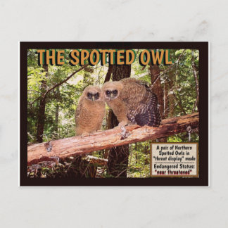 A OWL PONTADA: CARTÃO POSTAL