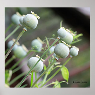 A papoila encerra o poster