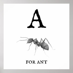 "A" para Ant Poster