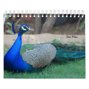 A pavão-real como calendários