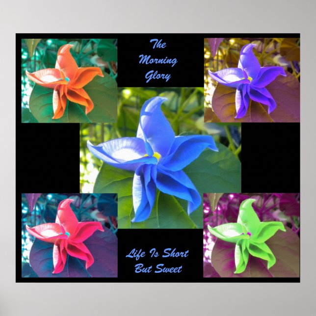 A Poster da Glória da Manhã (Frente)