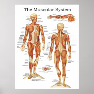 A Poster de Anatomia do Sistema Muscular 18 X 24