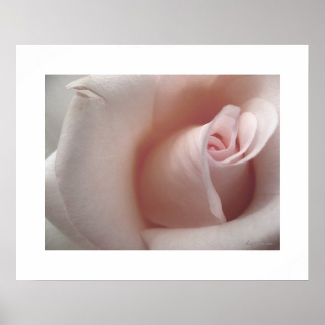 A Poster Rosa Rosa Rosa Rosa Rosa Rosa (Frente)