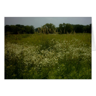 A pradaria floresce o cartão