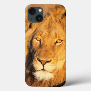 A Red Maned Lion looking at the camera.
