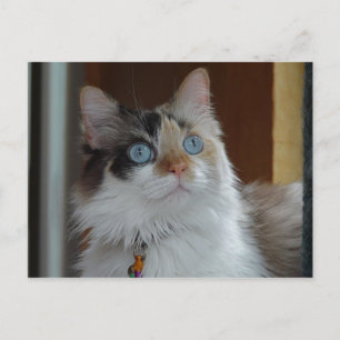 A sabedoria olha o cartão postal