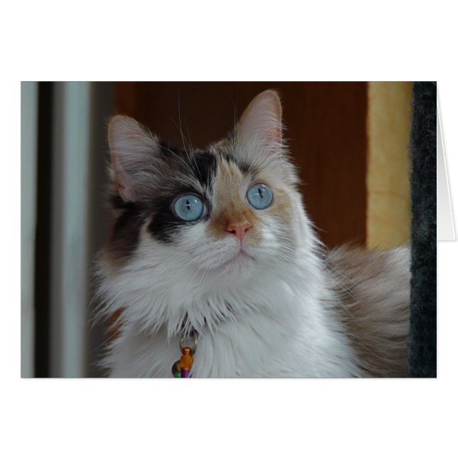 A Sabedoria Procura Cartão (Frente Horizontal)