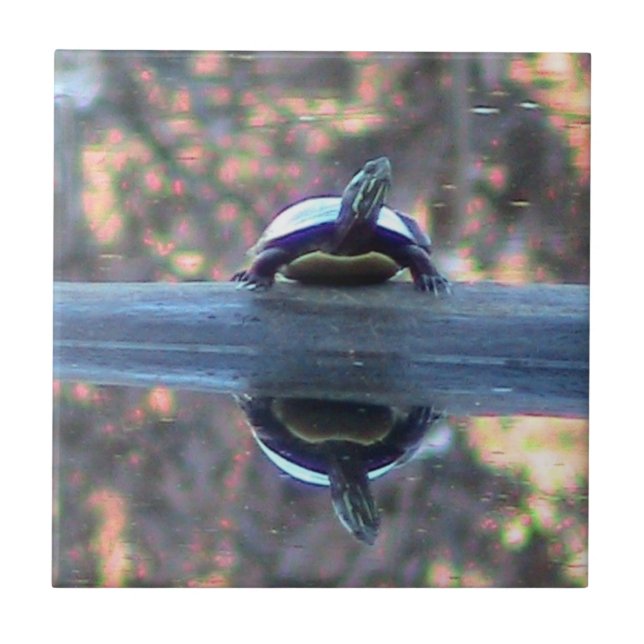 A tartaruga refletiu o azulejo decorativo (Frente)