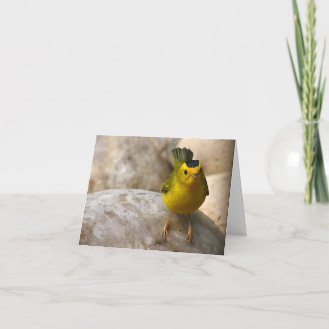 A toutinegra de Wilson - Joe Sweeney - cartão (Frente)