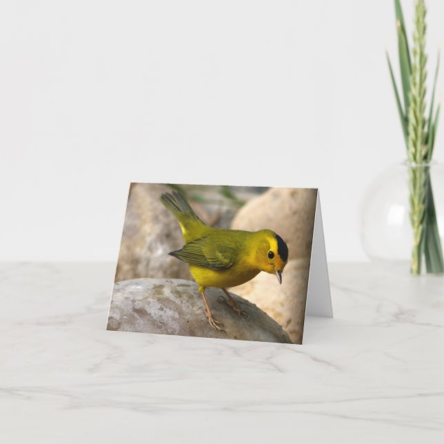 A toutinegra de Wilson - Joe Sweeney - cartão (Frente)