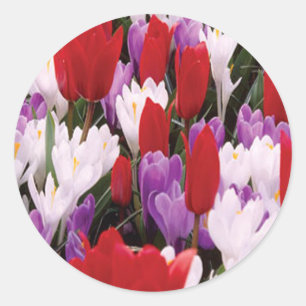 A tulipa colorida floresce etiquetas