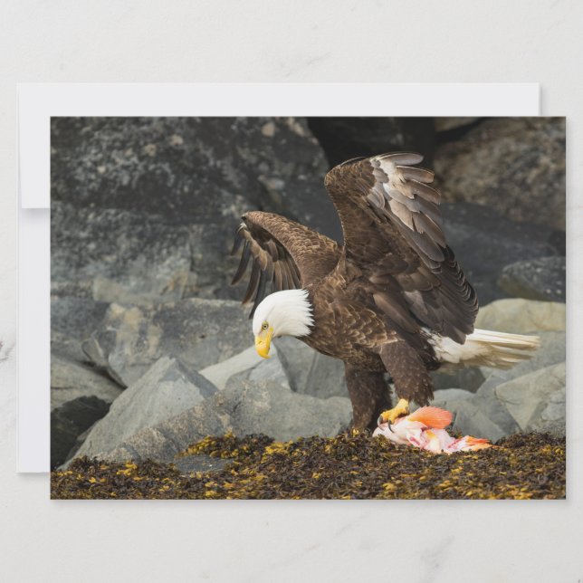 A Última Águia Bald (Frente)