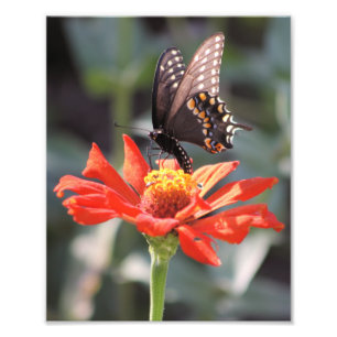 A uma fotografia dramática da borboleta