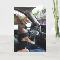 A viagem do cão da vida - cartão