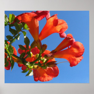 A videira de trombeta floresce o poster