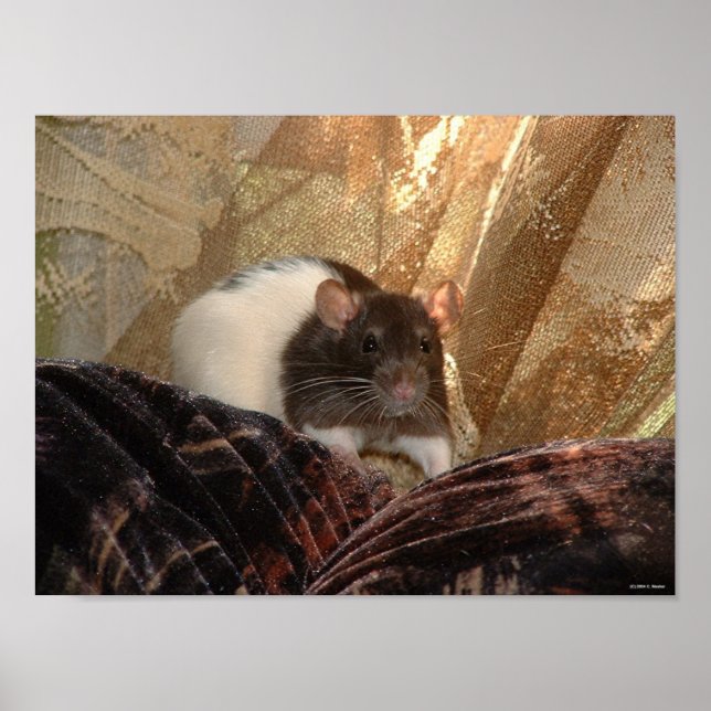 Aardvark Poster (Frente)