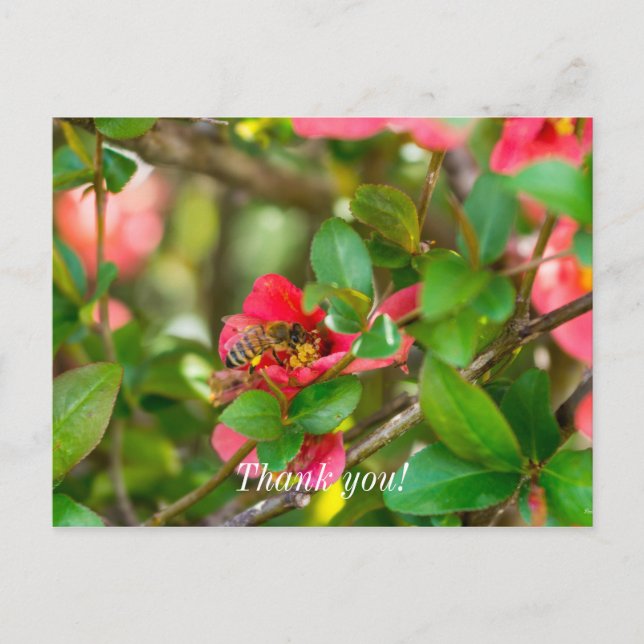 Abeja e Azaléia Cartão Postal de Agradecimento (Frente)
