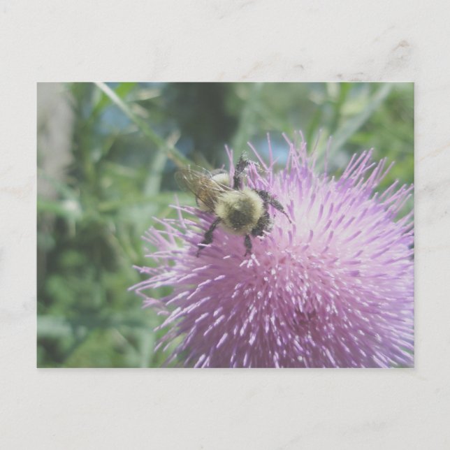 Abeja em cartão postal de Cardo (Frente)