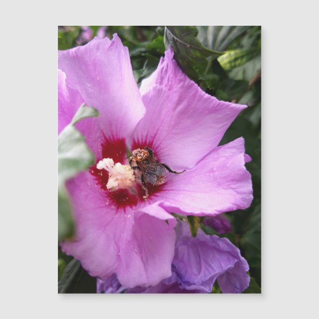 Abeja en Flor de Hibisco Tarjeta Magnética (Frente)