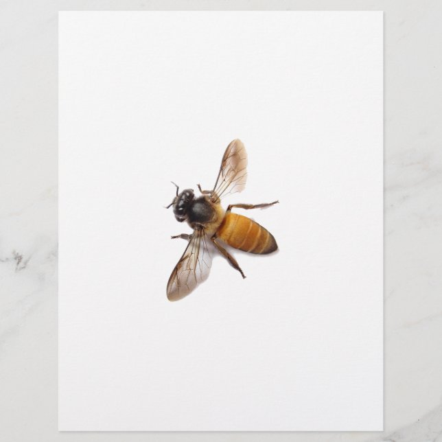 Abeja melífera bonita abelha mamangaba (Frente)