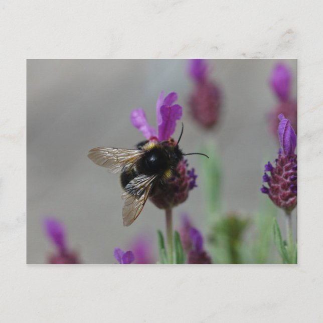 Abelha em cartão postal de lavanda (Frente)