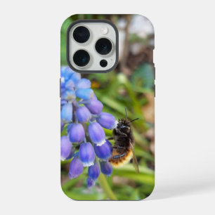 Abelha em Muscari Armeniacum , Grape Hyacinth
