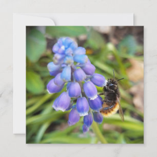 Abelha em Muscari Armeniacum , Grape Hyacinth