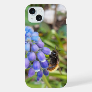 Abelha em Muscari Armeniacum, Jacinto de Uva