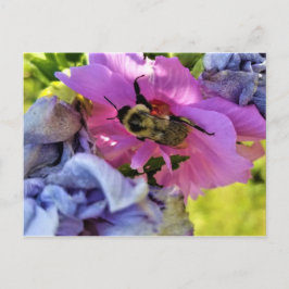 ABELHA EM UM CARTÃO POSTAL DE HIBISCO DE PINCO