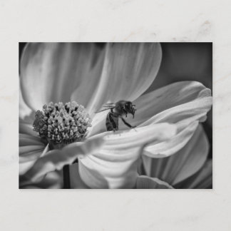 Abelha na Flor de Cosmos – Cartão Postal
