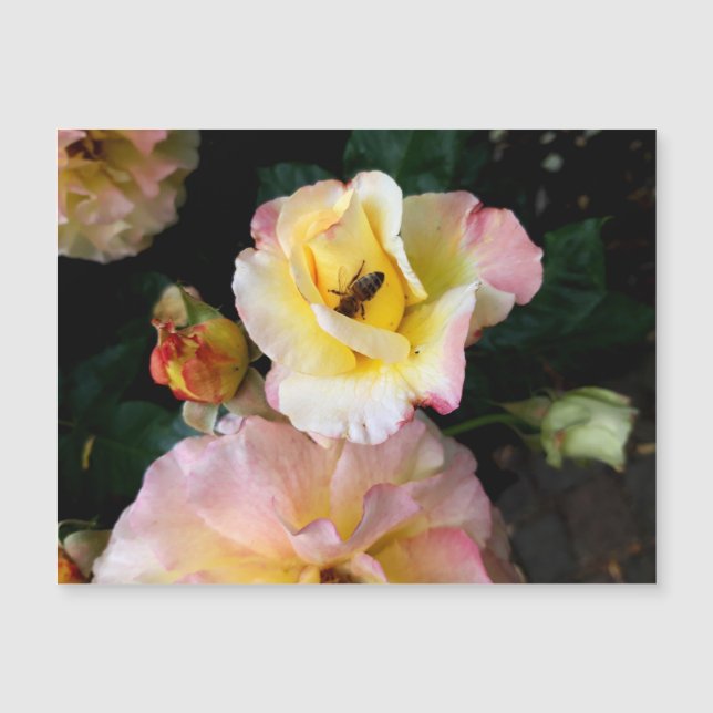 Abelha nas flores amarelas cor-de-rosa (Frente)