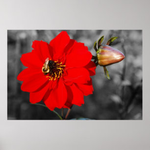 Abelha no poster vermelho da flor