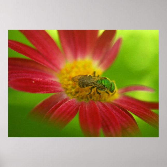 Abelha Verde e Poster de margarida ou Impressão (Frente)