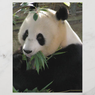 Abraços de urso da panda