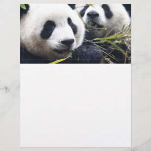 Abraços de Urso Panda